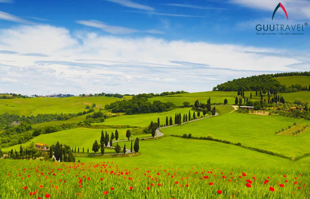 Cây bách tại Tuscany