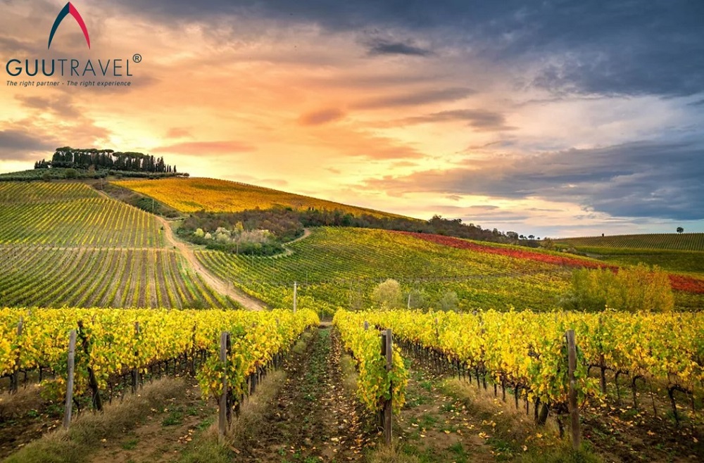 Vườn nho ở Chianti thuộc vùng Tuscany