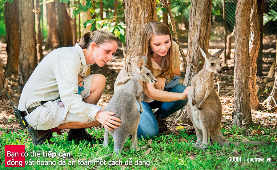 Bạn có thể tiếp cận động vật hoang dã an toàn một cách dễ dàng ở nước Úc