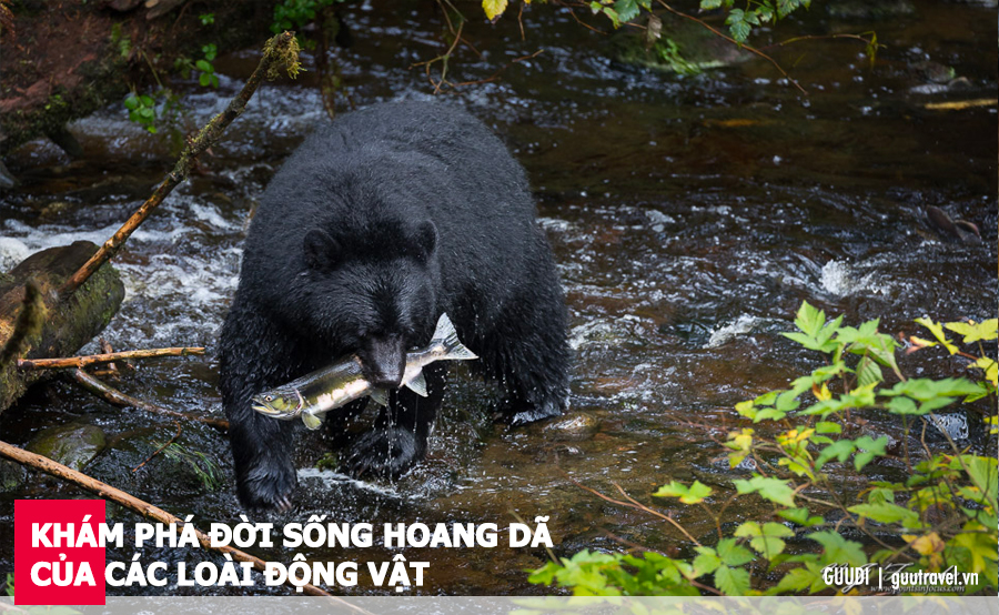 Khám phá đời sống hoang dã của các loài động vật