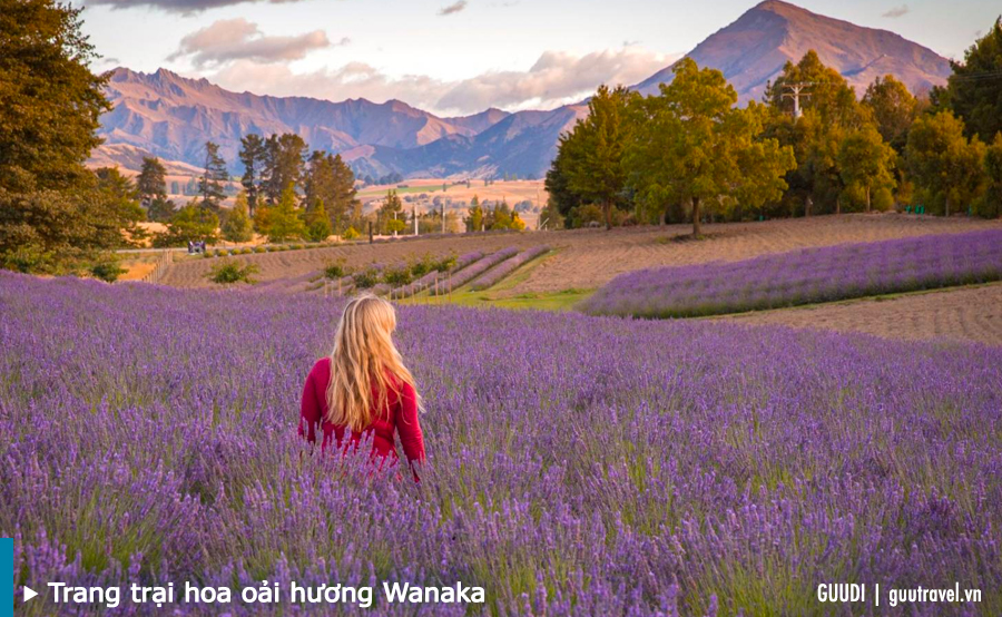 Khám phá trang trại hoa oải hương Wanaka