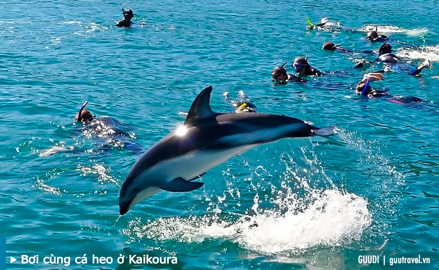Bơi cùng cá heo ở Kaikoura
