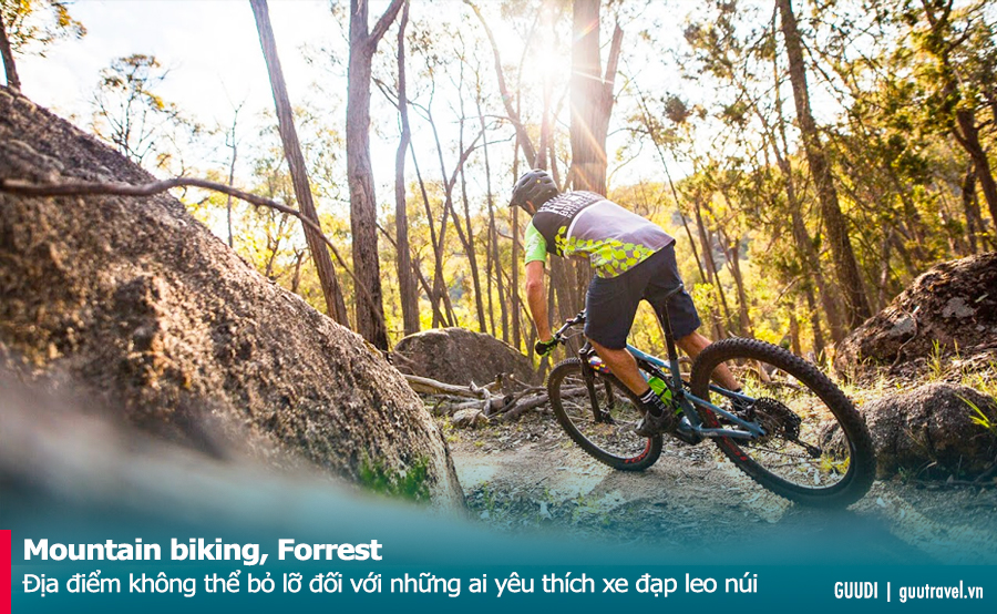 Mountain biking, Forrest