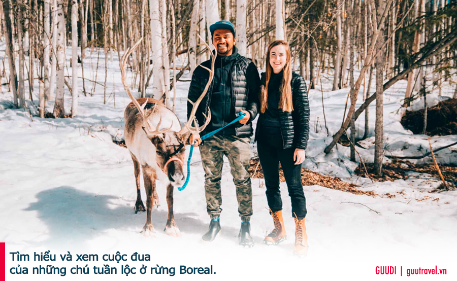 Tìm hiểu và xem cuộc đua của những chú tuần lộc ở rừng Boreal