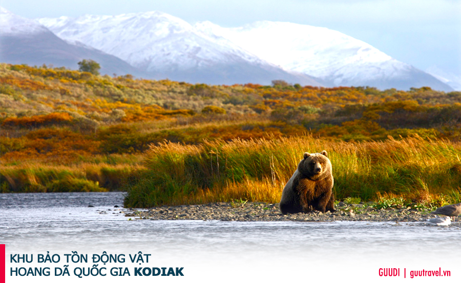 KHU BẢO TỒN ĐỘNG VẬT HOANG DÃ QUỐC GIA KODIAK