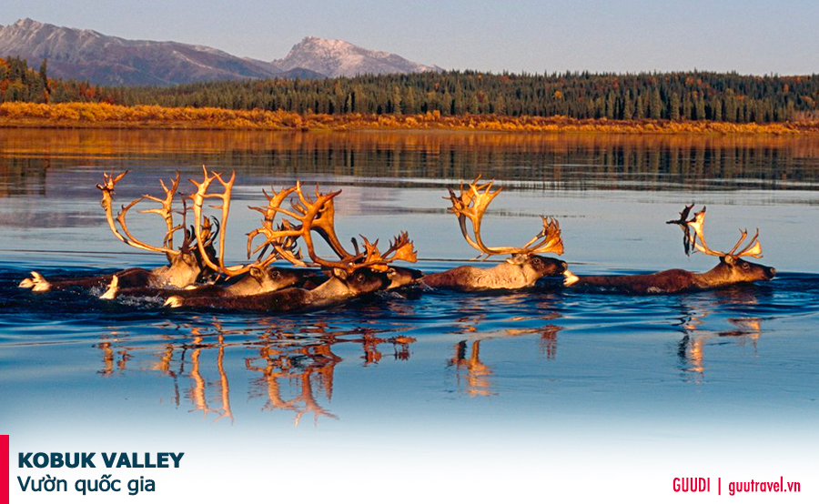 VƯỜN QUỐC GIA KOBUK VALLEY