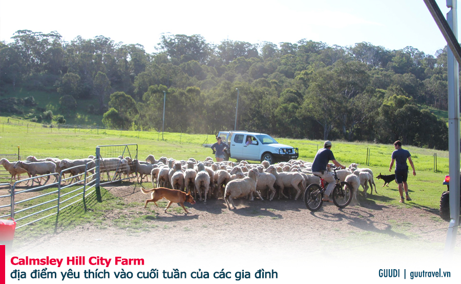 Calmsley Hill City Farm - địa điểm yêu thích vào cuối tuần của các gia đình.