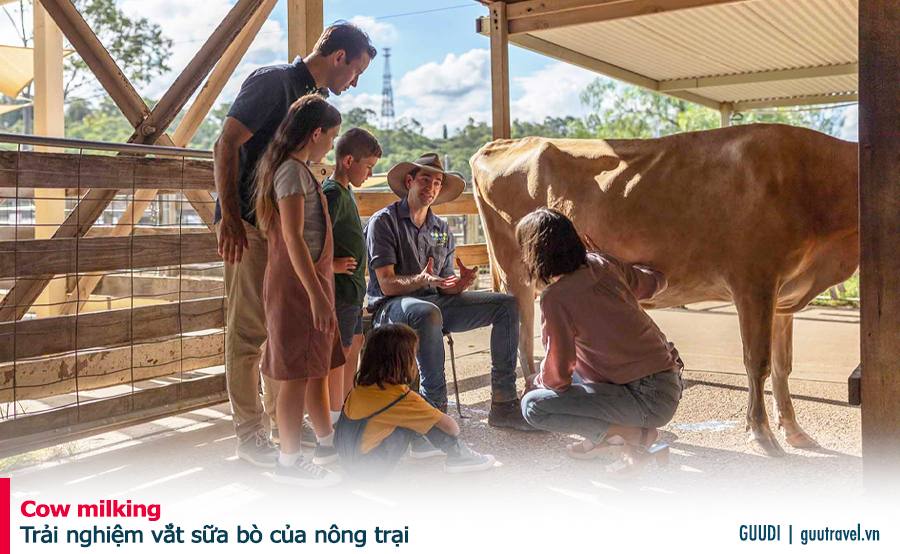 Trải nghiệm vắt sữa bò của nông trại