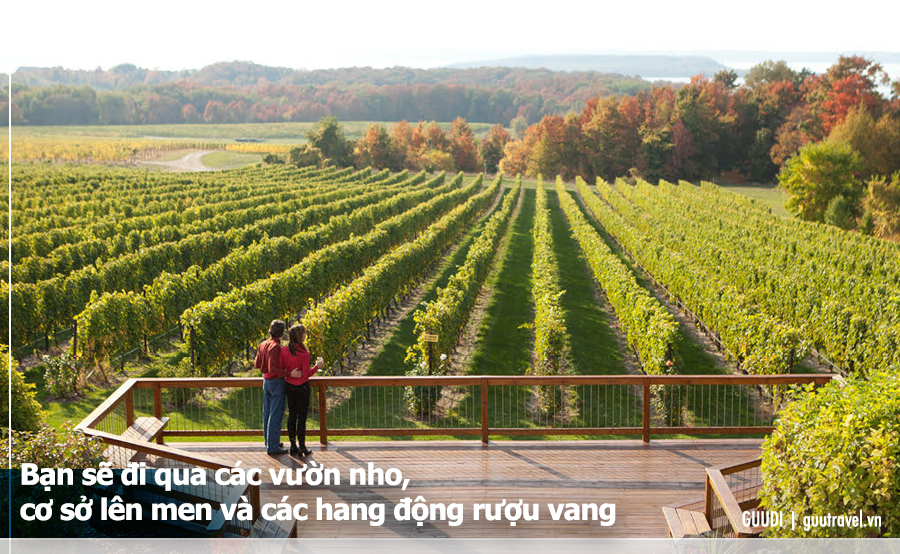 Trong chuyến tham quan của mình, bạn sẽ đi qua các vườn nho, cơ sở lên men và các hang động rượu vang