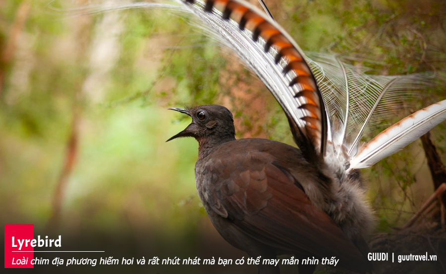 Lyebird - Loài chim địa phương hiếm hoi và rất nhút nhát