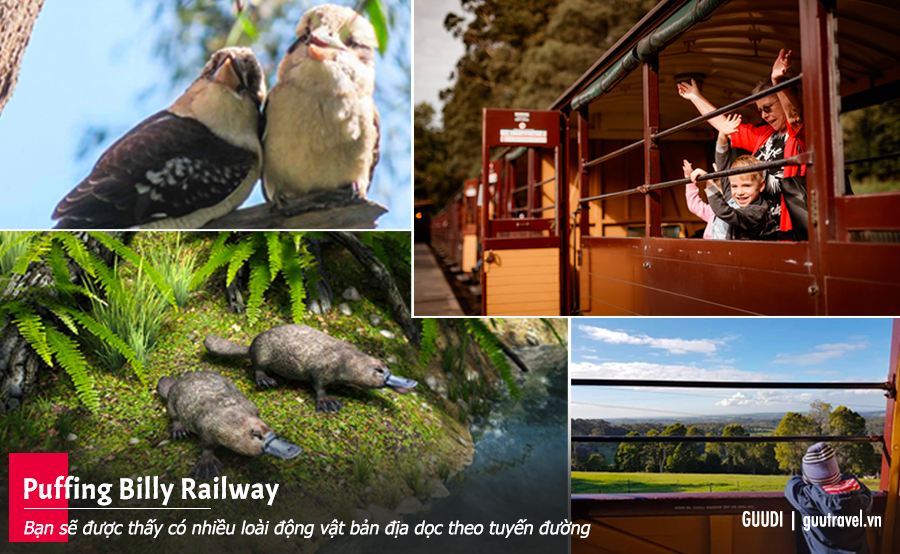 Đường sắt Puffing Billy sẽ cho bạn thấy có nhiều loài động vật bản địa dọc theo tuyến đường.