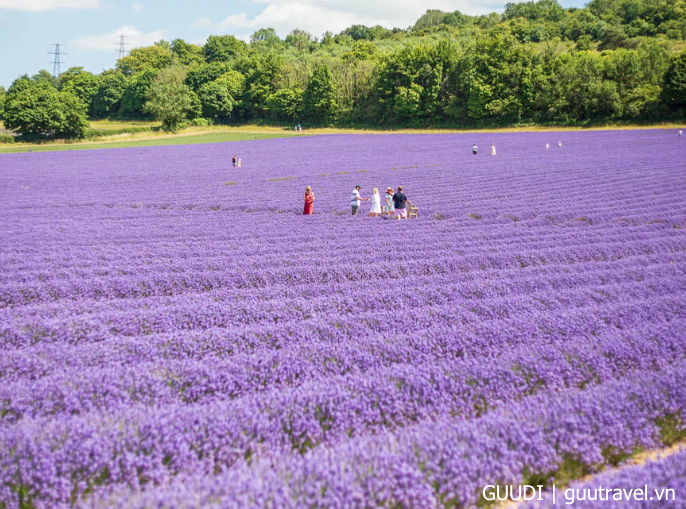 Castle Farm Lavender, Kent