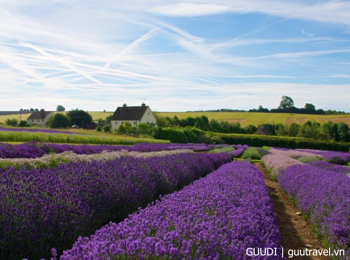 Cotswold Lavender
