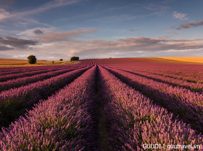 Hitchin Lavender