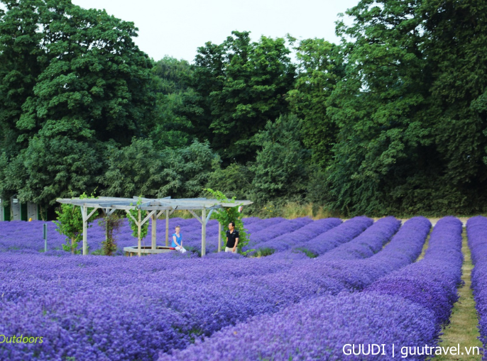 Mayfield Lavender Farm