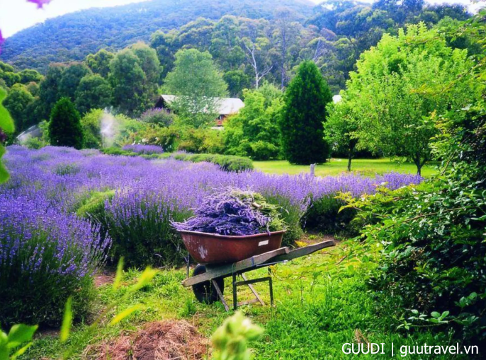 Yorkshire Lavender Farm