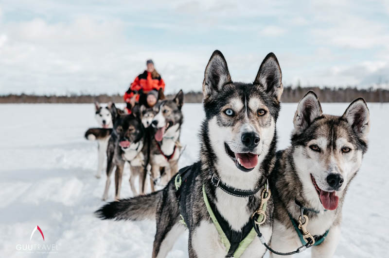 Trải nghiệm Husky Safaris