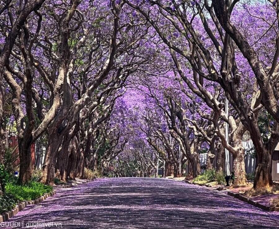 Công viên ở Randburg mùa hoa phượng tím nở