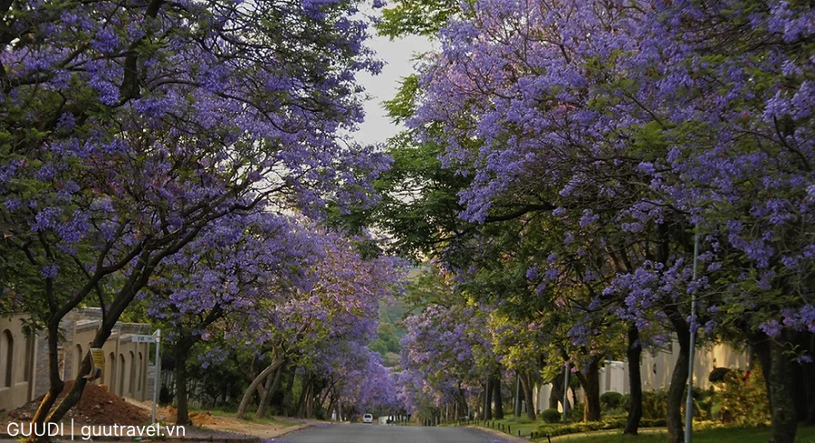Mùa hoa phượng tím của Nam Phi