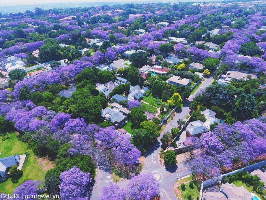 Khung cảnh hoa phượng tím ở Pretoria