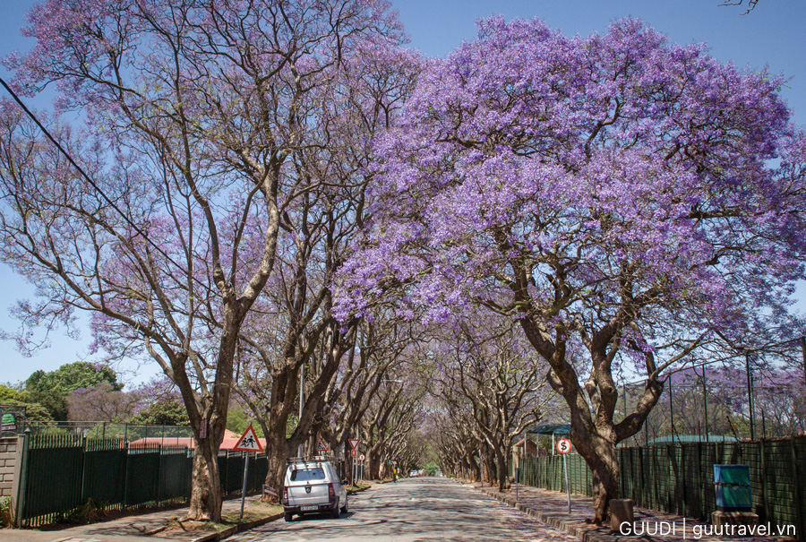 Con đường hoa phượng tím tại Johannesburg