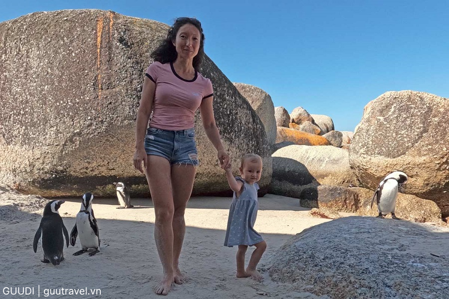 chim cánh cụt tại bãi Boulders