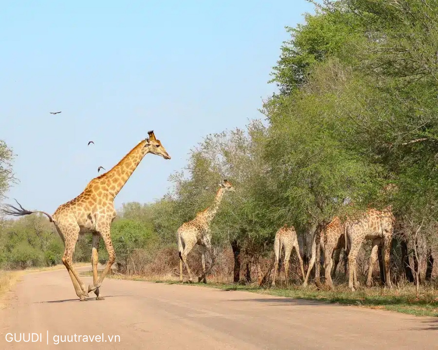 Khu bảo tồn thiên nhiên Kruger lớn nhất châu Phi