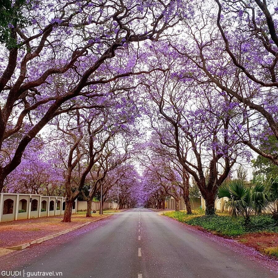 Con đường ở Johannesburg khi hoa phượng tím nở