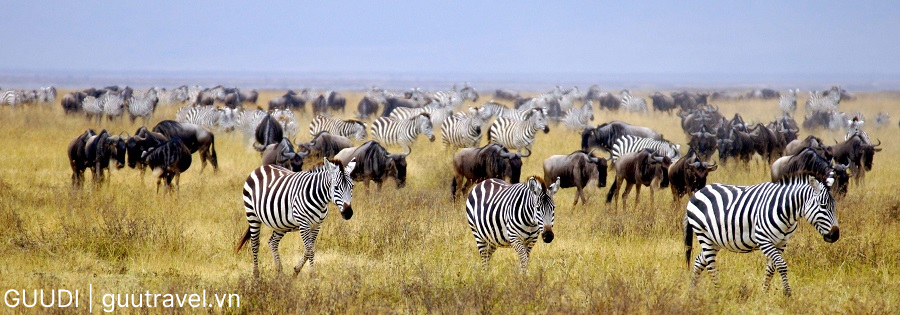 Động vật hoang dã tại Kruger