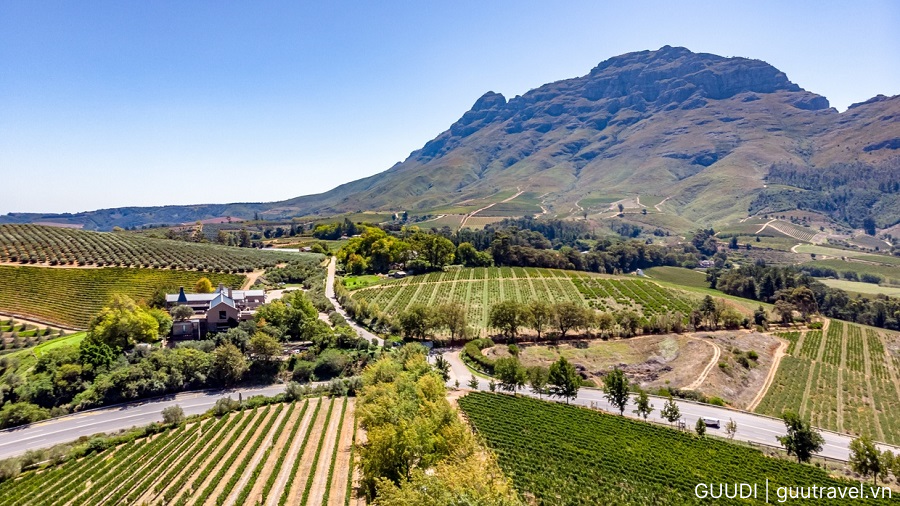 Stellenbosch là thủ phủ của ngành rượu vang Nam Phi