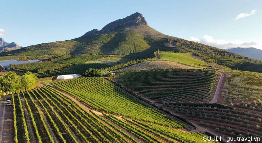 Vườn nho xanh mướt tại Stellenbosch