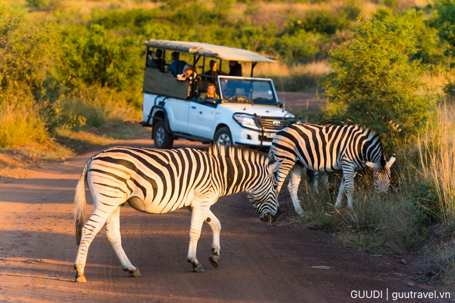 Vườn Quốc Gia Pilanesberg Safari