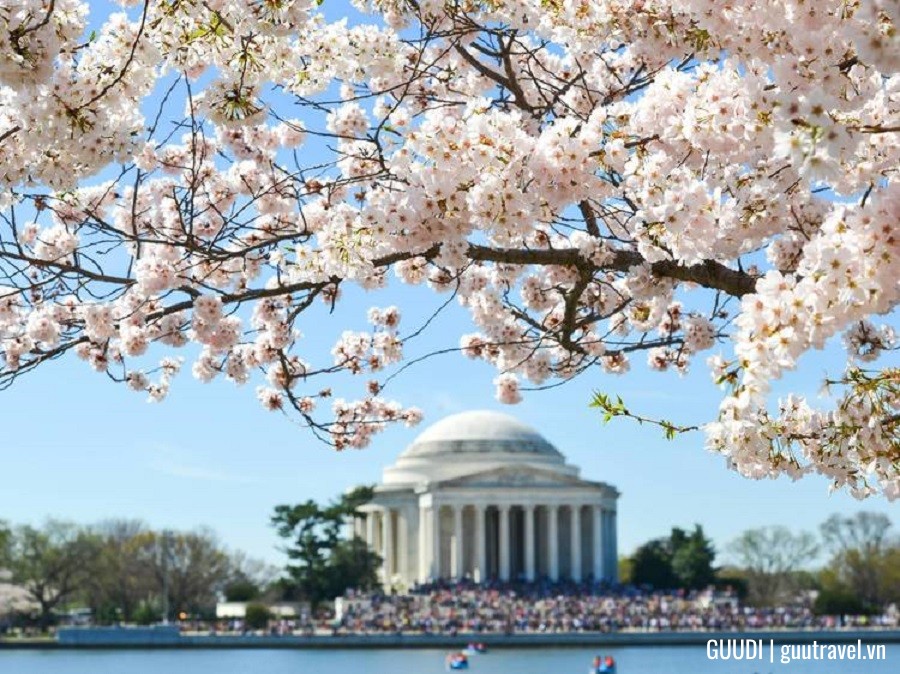 mùa hoa anh đào ở mỹ