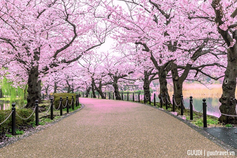 tour mỹ hoa anh đào
