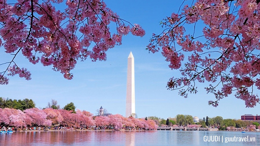 Lễ hội Hoa Anh Đào Quốc Gia tại Washington, D.C.