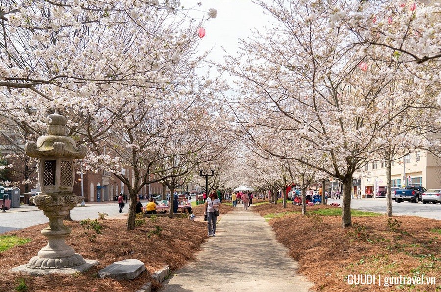 Lễ hội Hoa Anh Đào tại Macon, Georgia