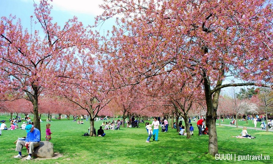 Lễ hội Hoa Anh Đào tại Brooklyn, New York