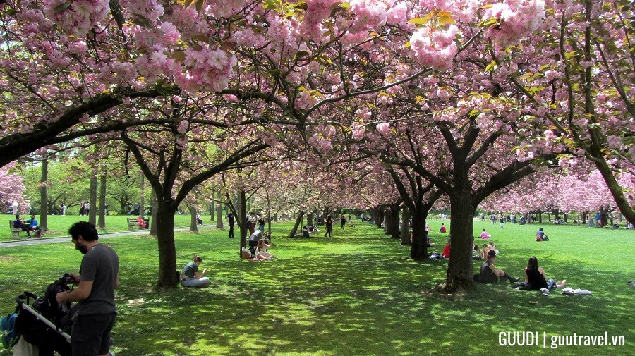 Hoa anh đào tại Vườn Bách Thảo Brooklyn