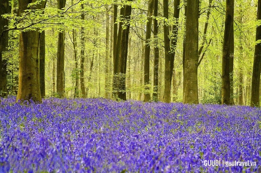 Rừng Micheldever, Hampshire, Anh