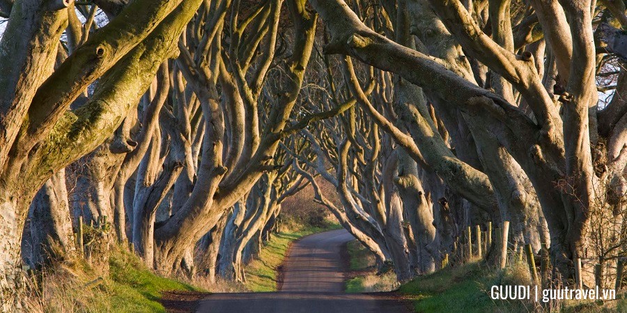 Dark Hedges, Bắc Ireland