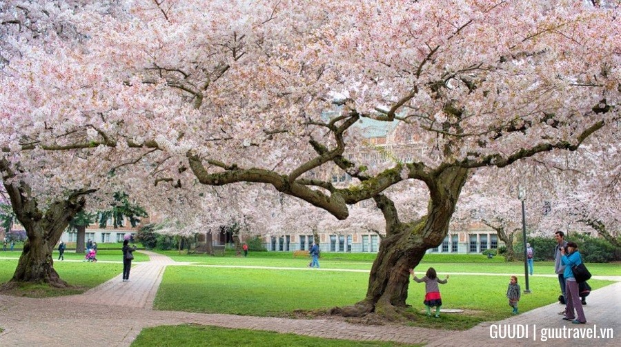 Ngắm hoa anh đào Công viên Washington, Seattle