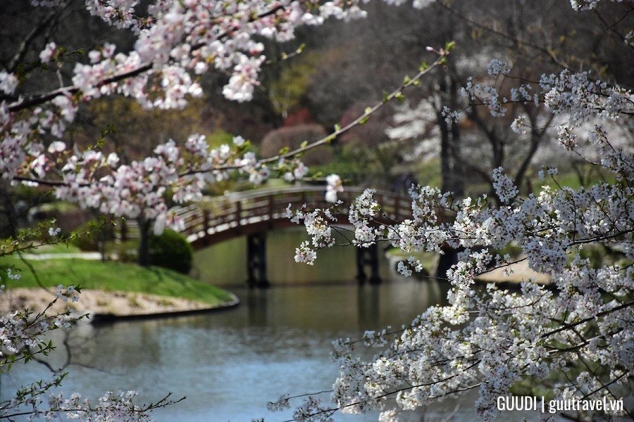 Ngắm hoa anh đào ở Vườn Bách Thảo Missouri