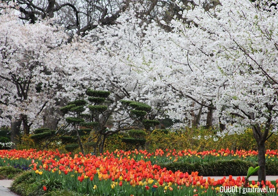 Hoa anh đào ở Vườn ươm Dallas