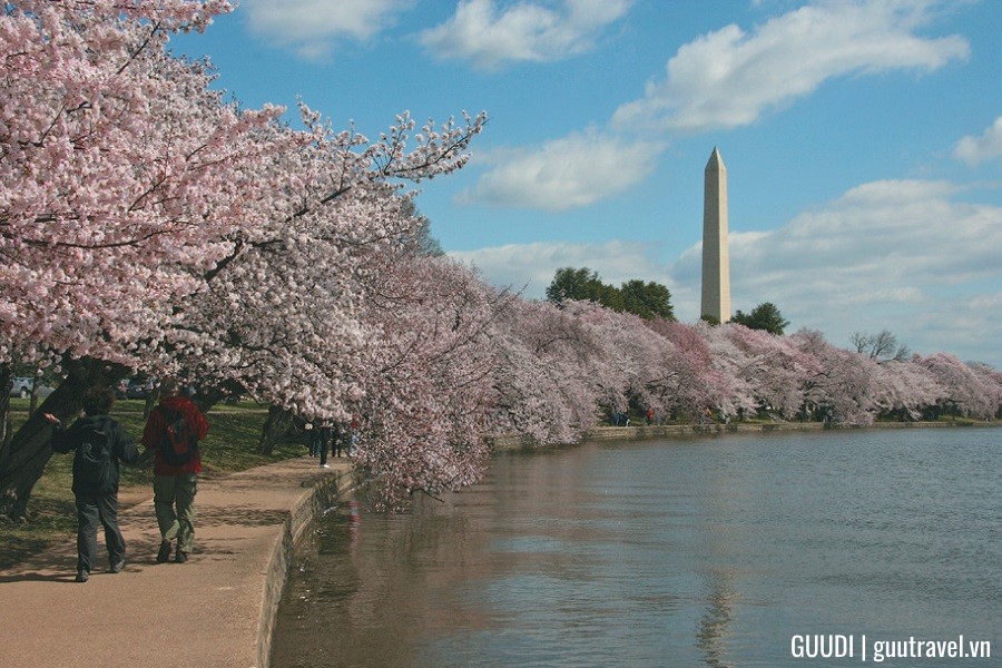 Hoa anh đào tại Công viên Arnold Arboretum