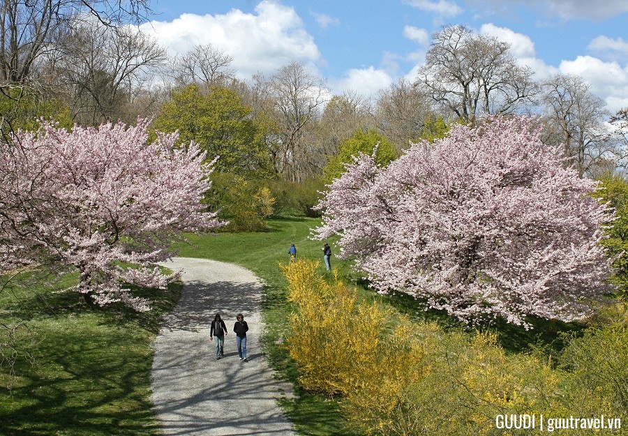 Hoa anh đào tuyệt đẹp tại Công viên Arnold Arboretum