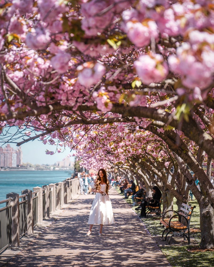 du lịch mùa hoa anh đào ở Mỹ