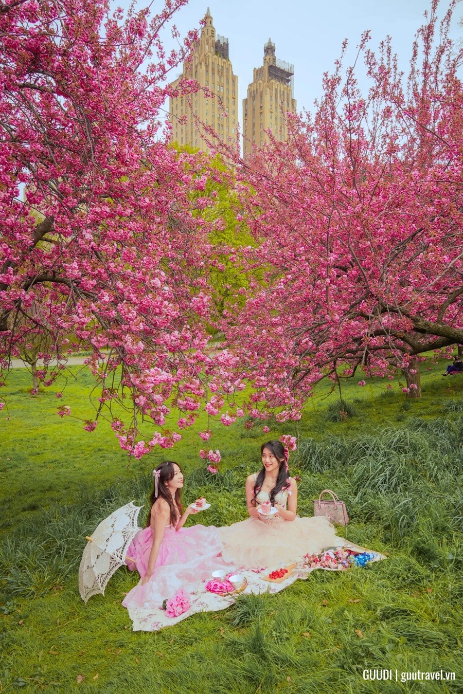 du lịch mùa hoa anh đào ở Mỹ