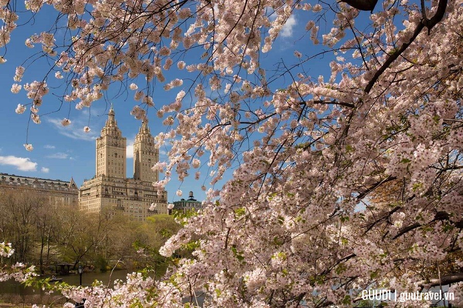 du lịch mùa hoa anh đào ở Mỹ