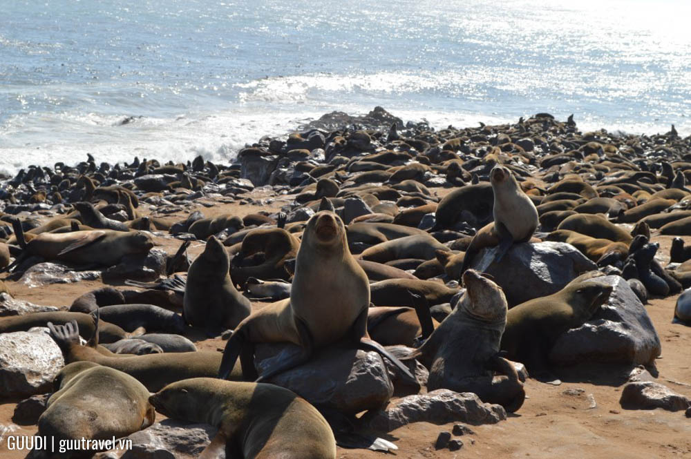 Khu bảo tồn hải cẩu Cape Cross