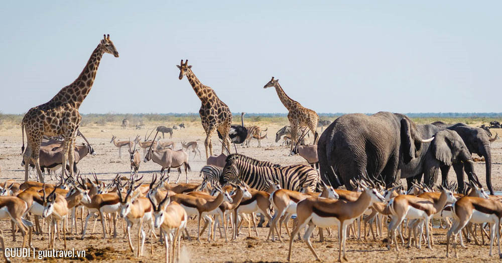 Công viên Etosha ở Namibia